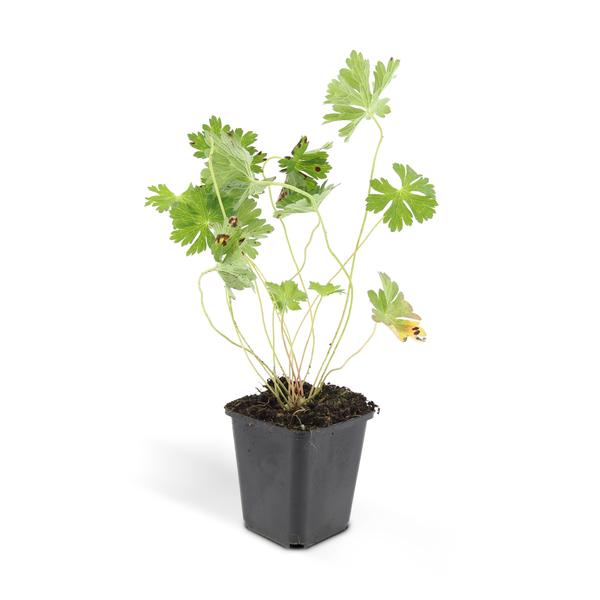 Geranium Rozanne - ↕10-25cm - Ø9cm - Ooievaarsbek - Bodembedekker - 20x