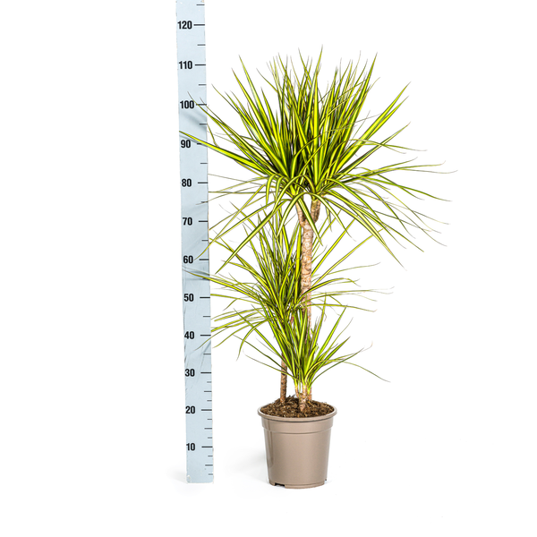 Dracaena Marginata Sunray - ↕100-110cm - Ø21cm - Drakenplant
