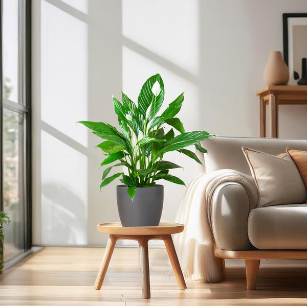 Spathiphyllum met Viber grijs - Lepelplant - ↕80cm - Ø21cm