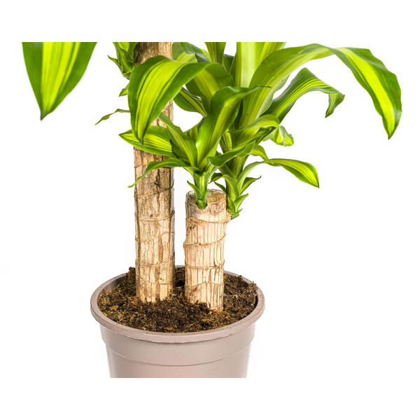 Dracaena Fragrans Massangeana - ↕80cm - Ø19cm - Drakenplant