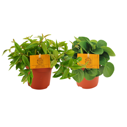 Peperomia Duo 2.0 - 2 sztuki - Ø10,5cm - ↕15cm
