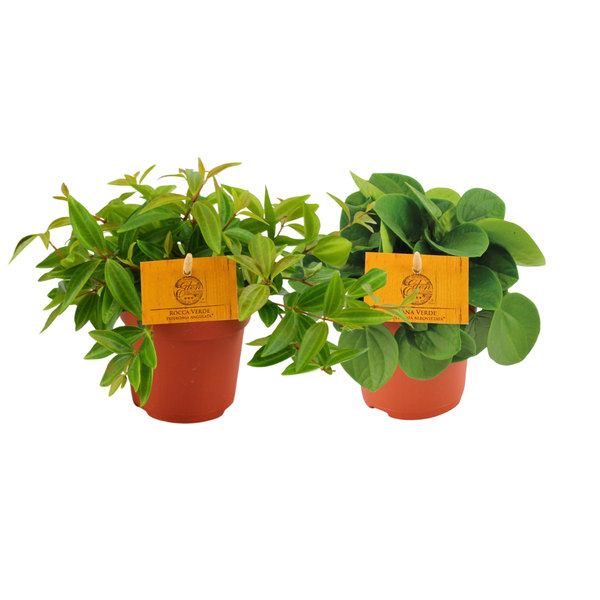 Peperomia Duo 2.0 - 2 piezas - Ø10,5cm - ↕15cm