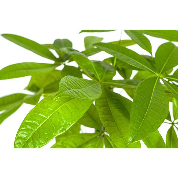 Pachira Aquatica - Geldboom - ↕80cm - Ø19cm