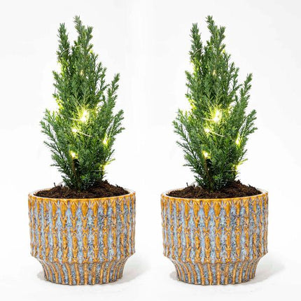Christmas tree 'Ellwoodii' + Pot Echo - ↕25-30cm - 2x