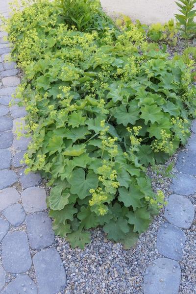 Alchemilla mollis - Vrouwenmantel  - ↕10-25cm - Ø9cm - Bodembedekker - Borderplant - 60x