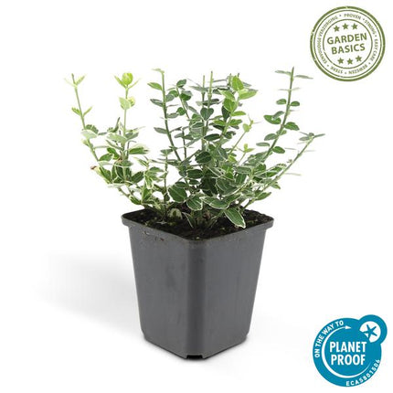 Euonymus 'Emerald 'n Gaity' - Fusaggine giapponese - ↕10-25cm - Ø9cm - Coprisuolo - 60x