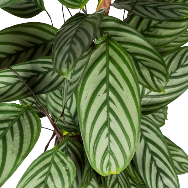 Calathea Oppenheimiana - ↕80 - 100cm - Ø24cm