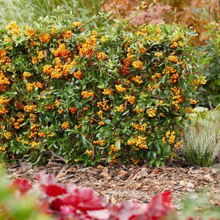 Pyracantha Coccinea Sunny Star - Firethorn - ↕60cm - Ø12cm - 2x