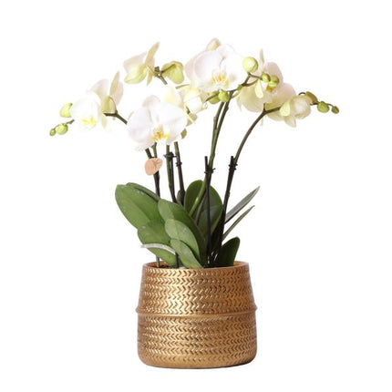 Hvid phalaenopsis Jewel Ghent orkidé i guldfarvet Groove dekorativ potte - Ø12cm