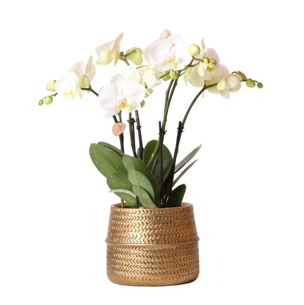 Orchidea Phalaenopsis Jewel Ghent bianca in vaso decorativo Groove color oro - Ø12cm