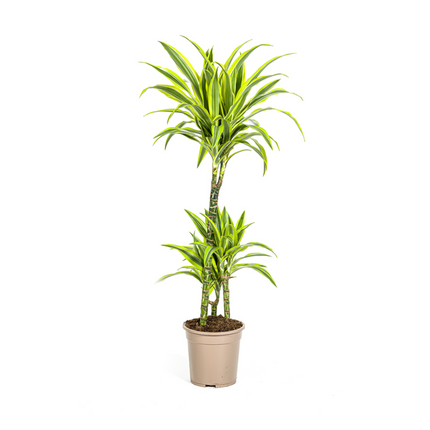 Dracaena Deremensis Lemon Lime - ↕100cm - Ø21cm