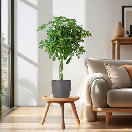 Schefflera Arab Nora med Viber grå plantepotte - ↕70cm - Ø21