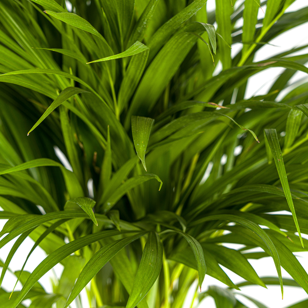 Areca Palm (Dypsis Lutescens) - Goudpalm - ↕90cm - Ø19cm