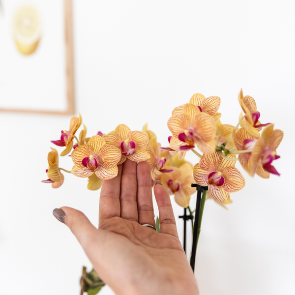 Planten set Coral Oranje - Set met oranje Phalaenopsis orchidee Jamaica Ø9cm en groene plant Calathea Ø6cm - met oranje keramieken sierpotten