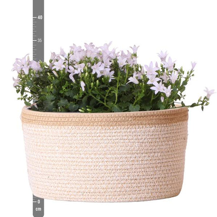Campanula Addenda Ambella blanca - Maceta de algodón con campanilla y sistema de riego - 3 piezas - Campanilla blanca - Ø12cm - Interior y exterior