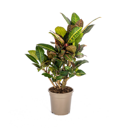 Codiaeum 'Croton' Petra - ↕70-80cm - Ø21cm