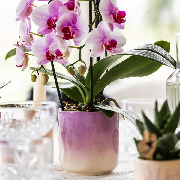 Roze orchidee Niagara Falls + Gradience sierpot roze - Ø9cm - Bloeiende kamerplant