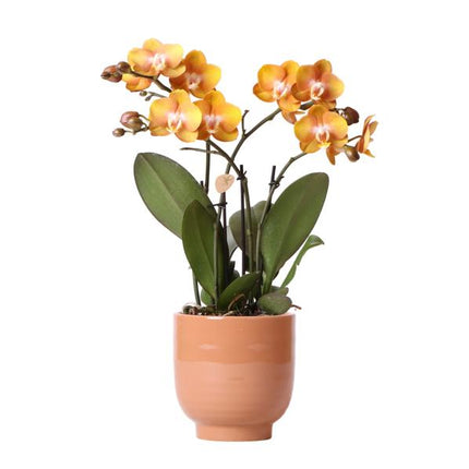 Orange phalaenopsis orkidé Las Vegas i cognacfarvet glaseret dekorativ potte - Ø12cm