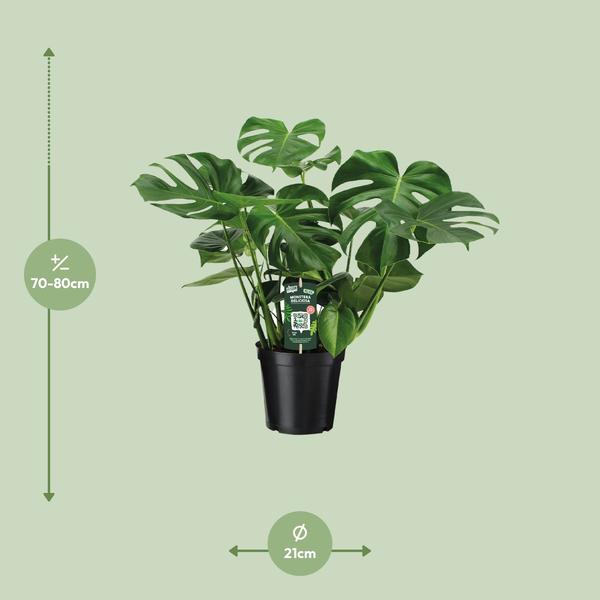 Monstera Deliciosa - Pianta bucata - ↕65cm - Ø21cm