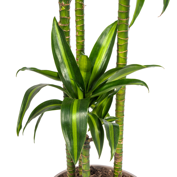 Dracaena Deremensis Hawaiian Sunshine - ↕180cm - Ø27cm