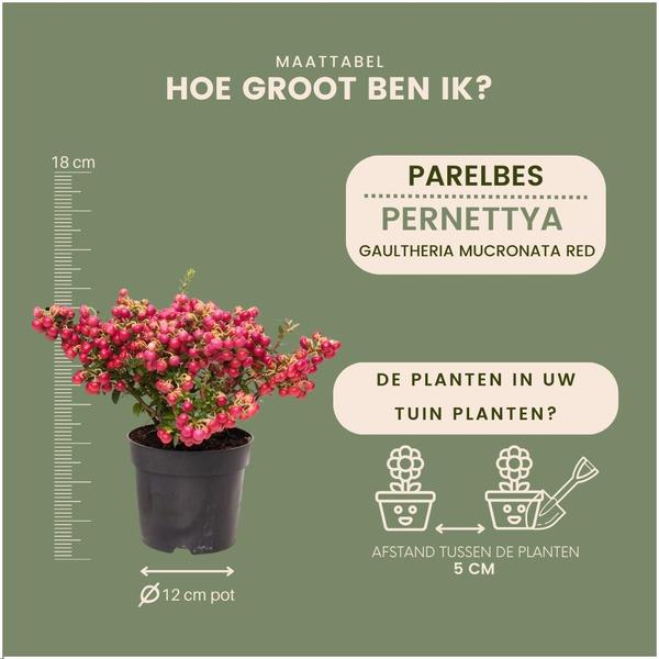 Pernettya mucronata - parelbes rood - ↕20cm - Ø12cm - 6x
