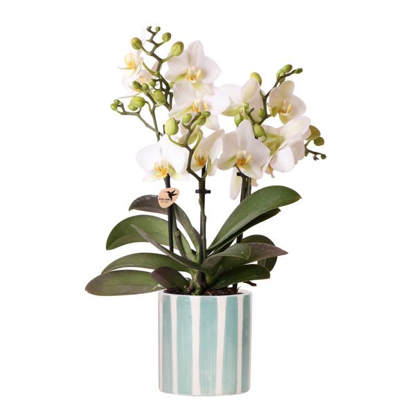 Orchidea Phalaenopsis bianca Lausanne + vaso decorativo Painted Stripe turchese - Ø9cm - Pianta da interno fiorita
