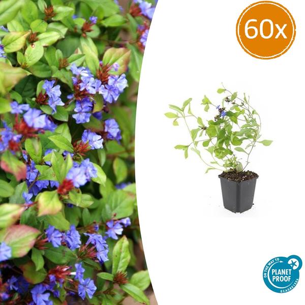Ceratostigma Plumbaginoides - Loodkruid - ↕10-25cm - Ø9cm - Bodembedekker - Borderplant - 60x