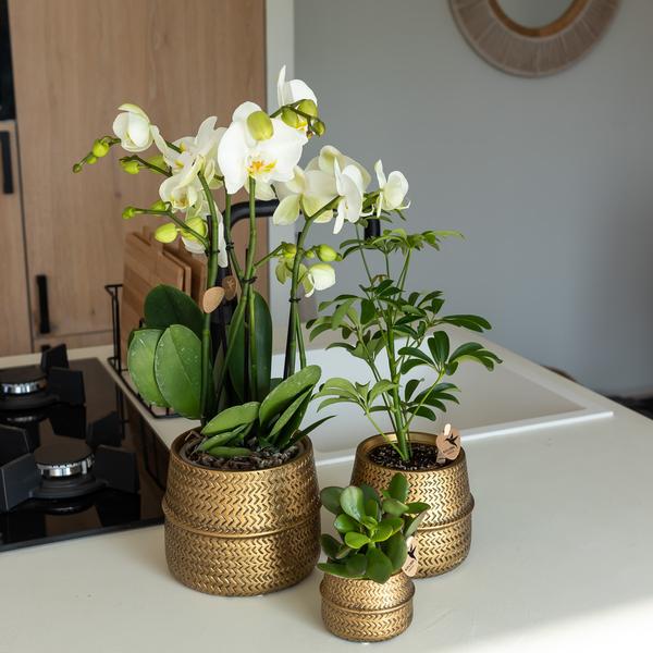 Oranje Phalaenopsis orchidee Las Vegas in gouden Groove sierpot - Ø12cm