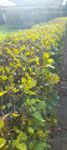 Alnus Glutinosa - Zwarte Els - Blote wortel - ↕100-120 - 100x