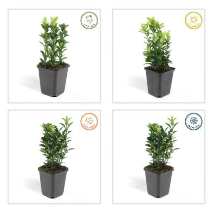 Euonymus japonicus Green Spire - Buis de remplacement - ↕10-25 cm - Ø9 cm - 60x