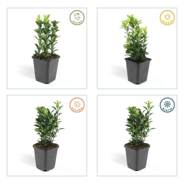Euonymus Japonicus Green Spire - Buxus Vervanger - ↕10-25cm - Ø9cm - 60x