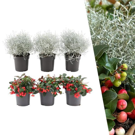 Zestaw zimowych kwiatów - 3x Gaultheria + 3x Calocephalus - ↕15cm - Ø10cm