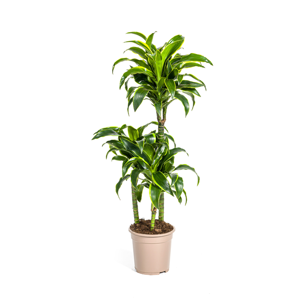 Dracaena Deremensis Dorado - ↕110cm - Ø21cm