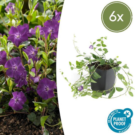 Vinca minor 'Atropurpurea' - Kleine Maagdenpalm -  ↕10-25cm - Ø9cm - Bodembedekker - 6x
