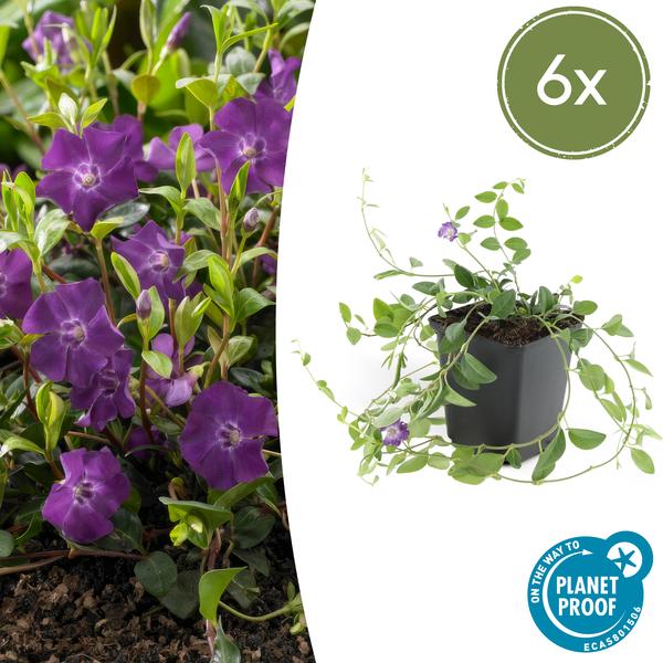 Vinca minor 'Atropurpurea' - Vinca - ↕10-25cm - Ø9cm - Cubresuelos - 6x