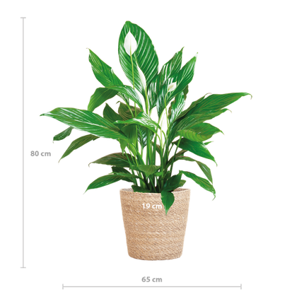 Spathiphyllum avec panier Sofia naturel - Lys de la paix - ↕80cm - Ø21cm