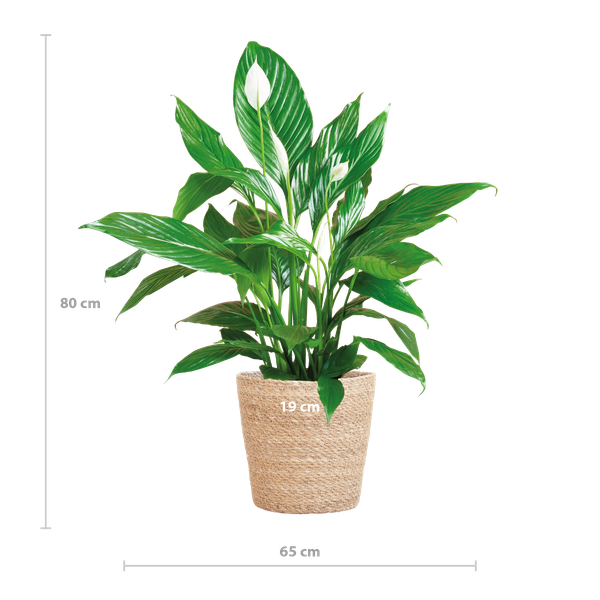 Spathiphyllum met Mand Sofia naturel - Lepelplant - ↕80cm - Ø21cm