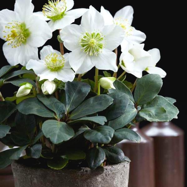 Kerstroos planten | 24x Helleborus niger 'Christmas Carol' - ↕20cm - Ø7cm