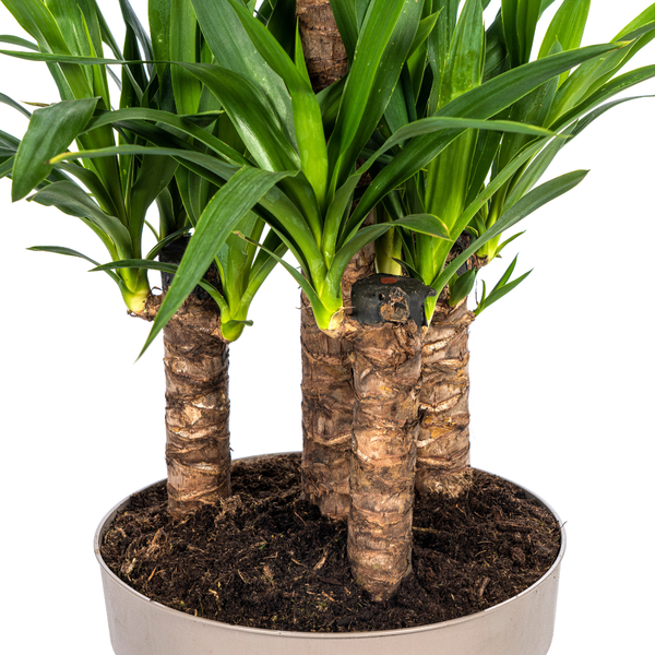 Yucca Elephantipes - ↕100cm - Ø30cm