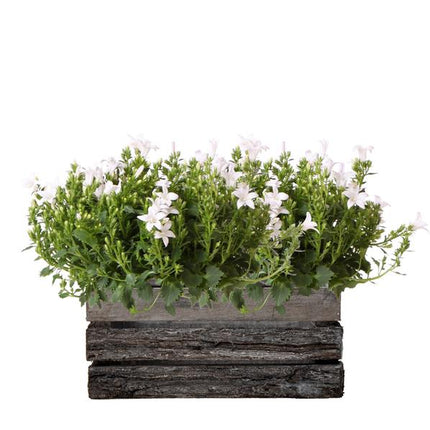 Campanula Addenda Ambella blanca - Cuenco de madera con 2 plantas de jardín - Ø12cm