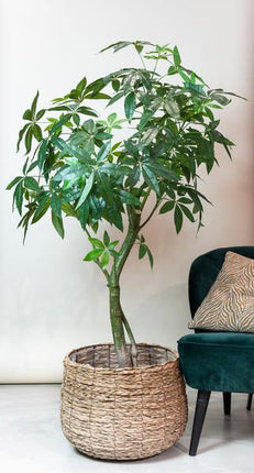 Sztuczna roślina Pachira Aquatica - Drzewko pieniędzy - ↕180cm - Ø15cm