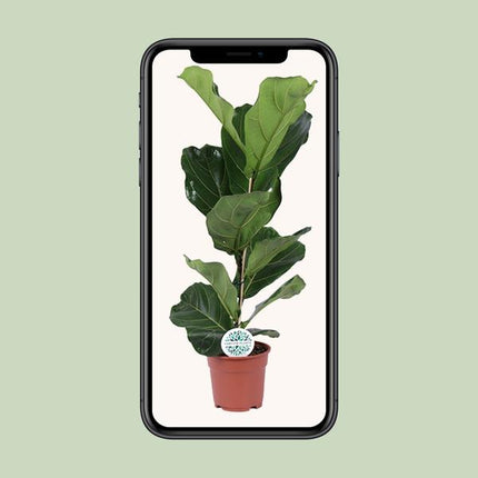 Ficus Lyrata - ↕60cm - Ø17cm