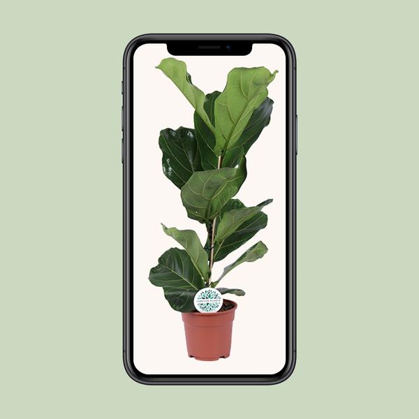 Ficus Lyrata - Ø17cm - ↕60cm