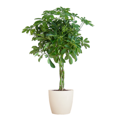 Vaso Schefflera Arab Nora con pianta Viber bianca - ↕70cm - Ø21