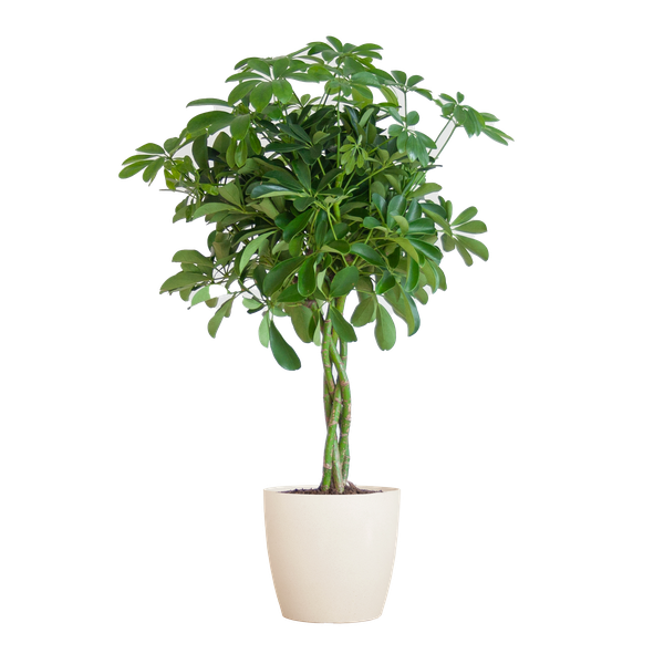 Schefflera Arab Nora z Viber białą doniczką - ↕70cm - Ø21