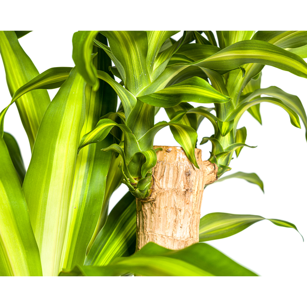 Dracaena Fragrans Massangeana - ↕180cm - Ø30cm - Drakenplant