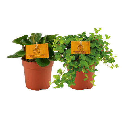 Peperomia Duo 1.0 – 2 Stück – Ø 10,5 cm – ↕ 15 cm