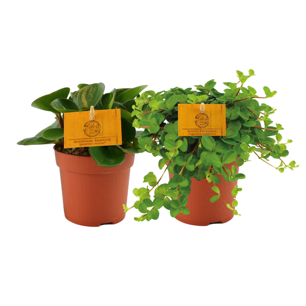 Peperomia Duo 1.0 - 2 piezas - Ø10,5cm - ↕15cm