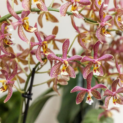 Orange Phalaenopsis orkidé - Edderkop - Ø9cm - blomstrende stueplante