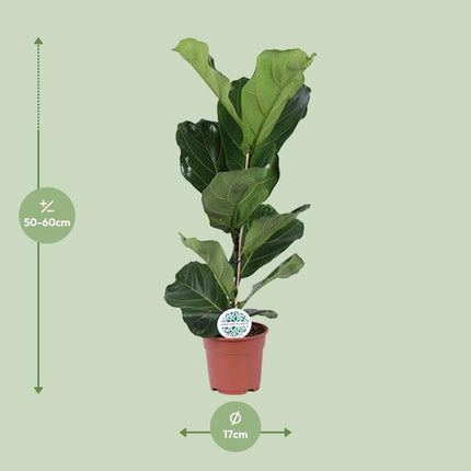 Ficus Lyrata - ↕60cm - Ø17cm